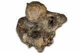 Fossil Triceratops Skull Section with Occipital Condyle - Montana #352275-1